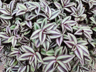 Purple and green tradescantia zebrina plant background