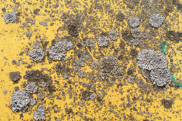 Yellow texture of rusty metal with moss and mold
