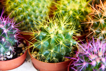 cactus with colored needles in a flower shop. selective focus