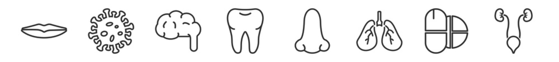 outline set of human body parts line icons. linear vector icons such as thin lips, immune system, brain body organ, human teeth, male nose of a line, excretory system. vector illustration.