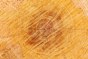 Naklejka premium saw cut of a tree trunk, botany, studying the age of a tree on the trunk rings