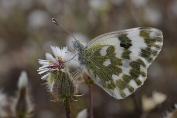 butterfly on a flower