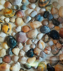 Kolekcja muszli adriatyckich. Una collezione di conchiglie adriatiche. A collection of Adriatic Shells.  - obrazy, fototapety, plakaty