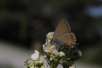 butterfly on a flower