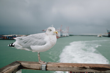 Obraz premium Seefahrer Möwe