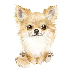 Chihuahua puppy beige color watercolor illustration, pet, cute animal, dog isolated on white background 