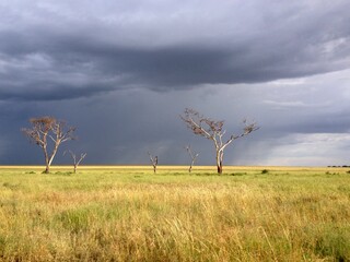 tree field Serengeti National Park Tanzania