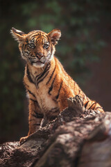 Sumatran tiger kitten