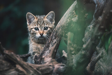 European wild cat kitten