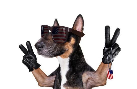 independence day 4th of july dog