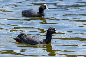 Eurasian coots swimming in lake
