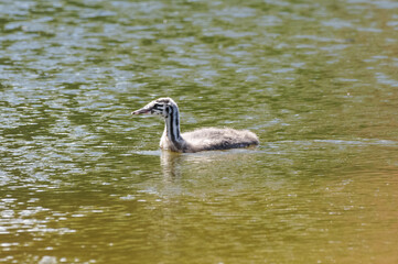 juvenile great crested grebe in a lake