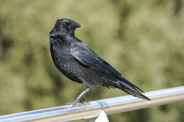 Carrion Crow ,Corvus corone corone