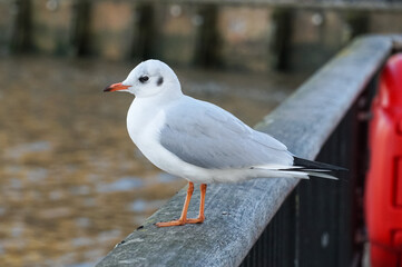 Common gull perching on a river fence