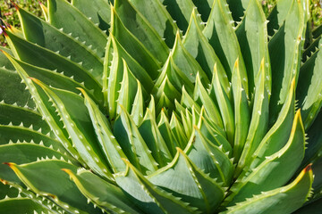 The spiral aloe Aloe polyphylla evergreen succulent plant
