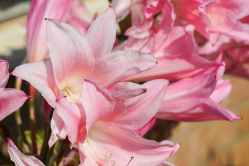 Amarcrinum memoria-corsii Howardii, Amarcrinum howardii, hybrid between Amaryllis and Crinum