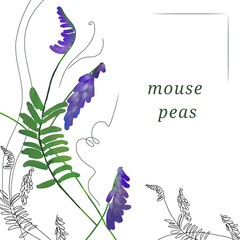 Mouse peas, hand drown sketch, beautiful flower