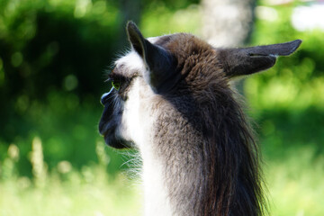 Closeup of a lama head in a green field - shot from behind © Stefan Lauk/Wirestock