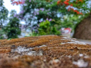 lichen on stone