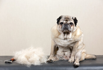 Obraz premium A beige senior pug sits on the table after combing the coat and undercoat. Animal care and grooming. High quality photo