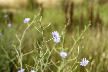 Purple flower in the field