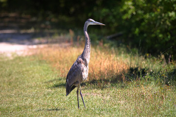 One great blue heron standing in grass