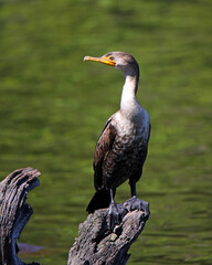 Cormorant perched on dead tree in a pond