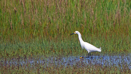 Fototapeta premium Great egret hunting in a shallow salt marsh