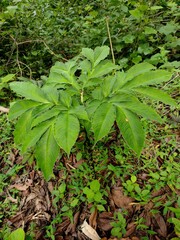 green leaves in the garden