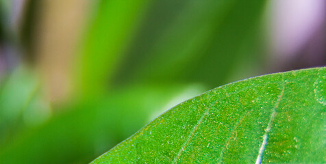 Close-up of the green sheet. Money tree close-up