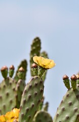 Prickly pear cactus yellow flower close-up, sky background