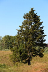 pine tree on a hill