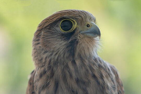 Portrait cernicalo. Common kestrel. Close up
