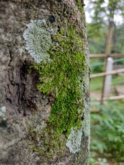 lichen on tree