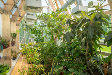 Green plants in a pavilion with a glass roof. Modern interior.