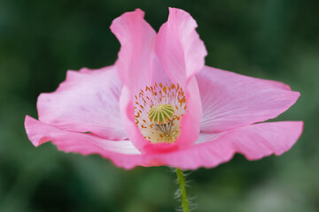 Fototapeta premium Pink poppy on a wonderful background. Pink tender, air, life-giving poppy.Blooming pink poppy against a green grass 