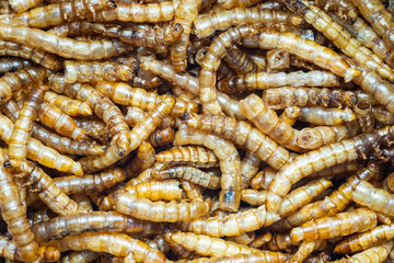 Background of dried mealworms. Close-up.