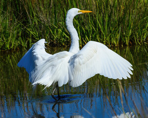 This beautiful Great Egret landed right in front of me just off the side of the road.  You can see it is just landing in the blue water with the green vegetation in the background.