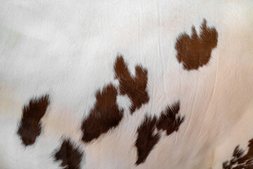 The skin of a white cow with brown spots. Animal fur. Natural background. Warm fluffy surface.