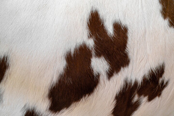 The skin of a white cow with brown spots. Animal fur. Natural background. Warm fluffy surface.