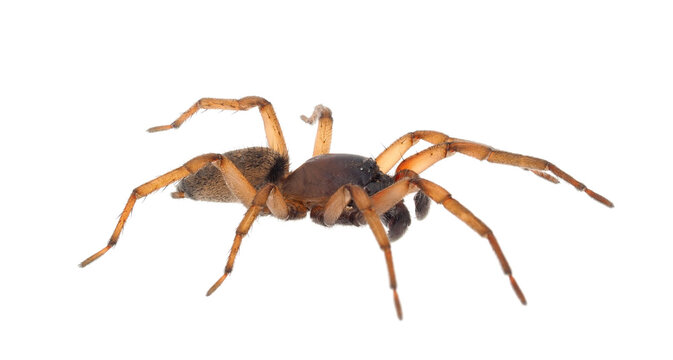 Ground spider isolated on white background, Haplodrassus sp.