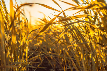 field with grass in golden summer flowers nature