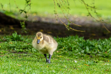Canada goose, branta canadensis, gosling