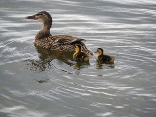 Mother Duck with Two Baby Ducks in Lake