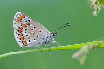 Bläuling auf einem Grashalm
