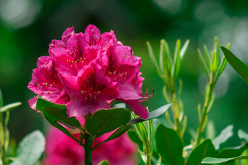 Kwiat Różanecznik, Azalia - Rhododendron - obrazy, fototapety, plakaty