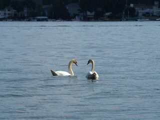 Pair of Swans on Lake Lansing