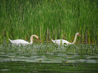 Pair of Swans on Lake Lansing against colorful marsh background