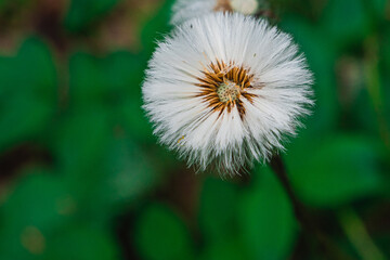 Seeds of a hawkbit