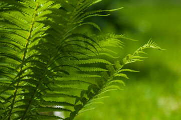Paprotka zwyczajna Polypodium vulgare © photogam